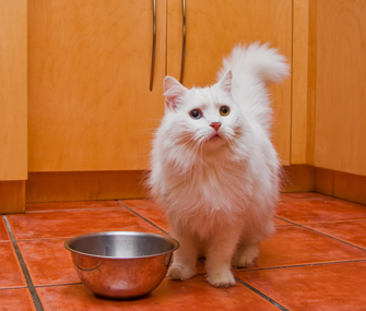 猫甲状腺功能亢进的症状及治疗